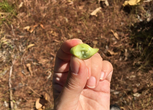 kakadum plum
