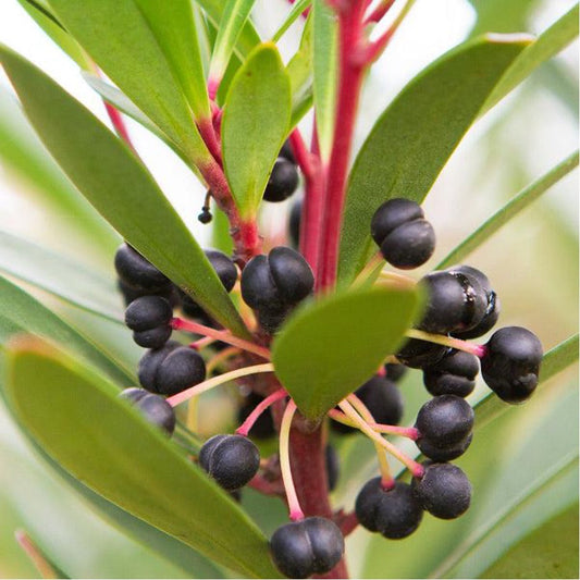 Hero Ingredient: Tasmanian Pepper Berry