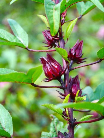 Hero Ingredient: Wild Rosella