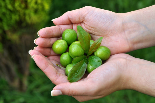 How Australian Botanicals Help Repair the Skin Barrier Naturally