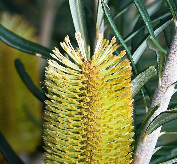 Banksia Founder's Formula Best Serum Natural Skin Care Australia Kakadu Plum Australian Clay Hydration Anti-Aging Serum Face Oils Australian for Brightening Organic Wild-Crafted Award-Winning