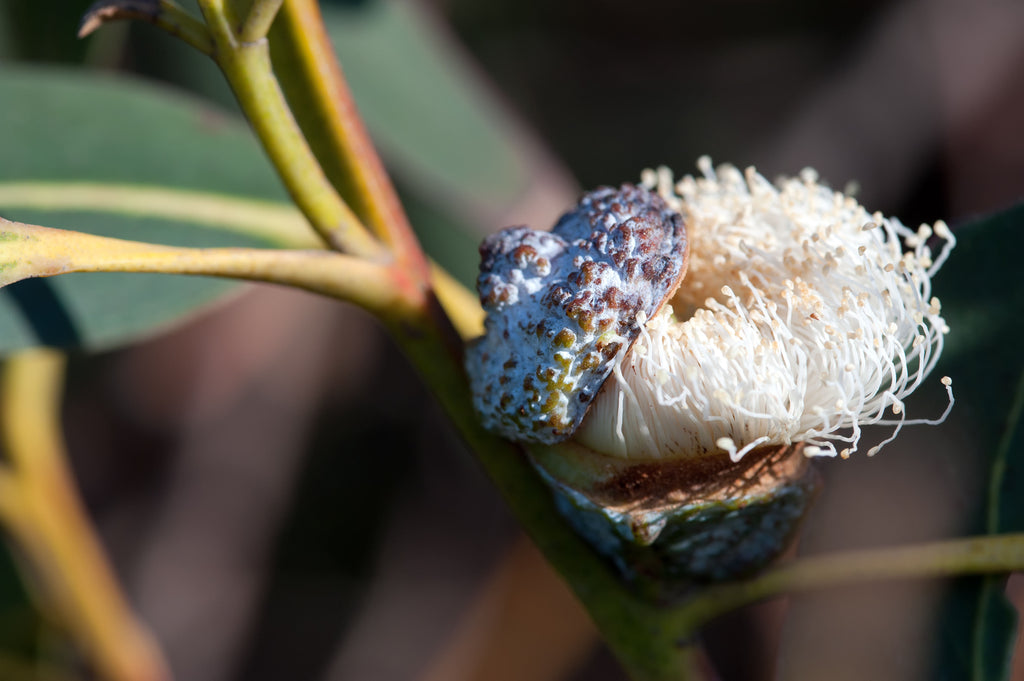 Australian Botanicals Founder's Formula Best Natural Skin Care Australia Kakadu Plum Australian Clay Hydration Anti-Aging Serum Face Oils Australian Clay Mask Brightening Organic Wild-Crafted Award-Winning Waratah Snake Vine Extract Native Extracts